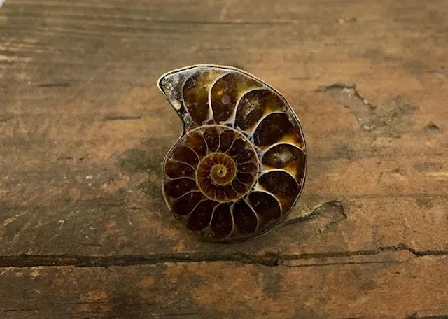 Ammonite Ring