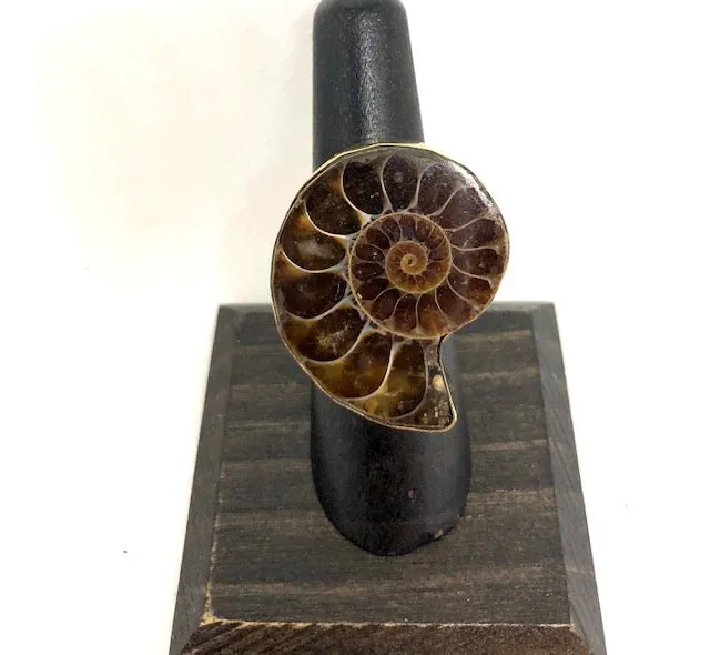 Ammonite Ring