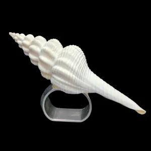 Premium White Natural Spiral Shell Napkin Ring | Set of 4