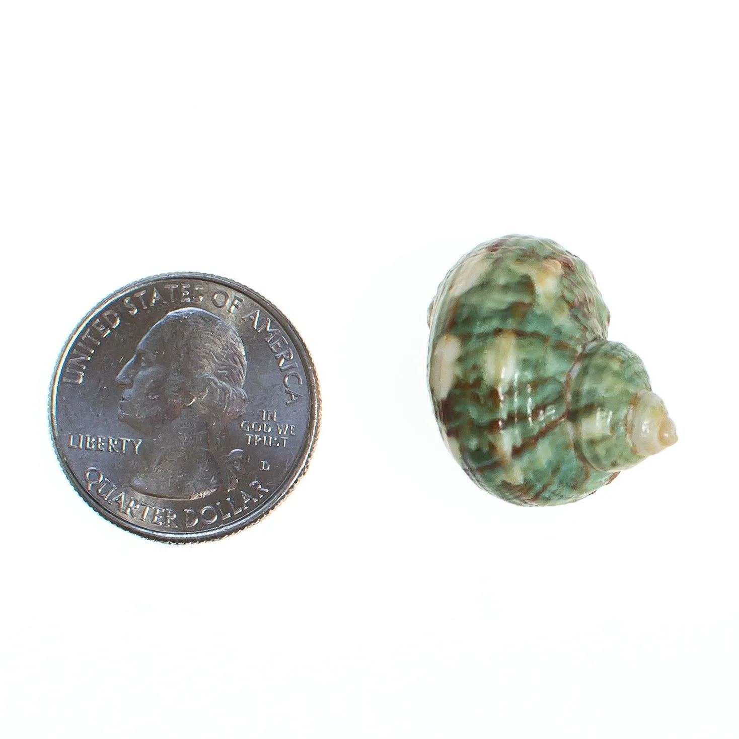 Vintage Green Seashell Pendant with 18kt Gold Accents