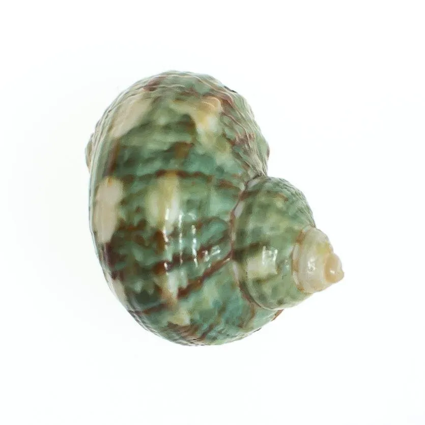 Vintage Green Seashell Pendant with 18kt Gold Accents